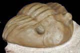 Enrolled Asaphus Expansus Trilobite - Russia #125676-4